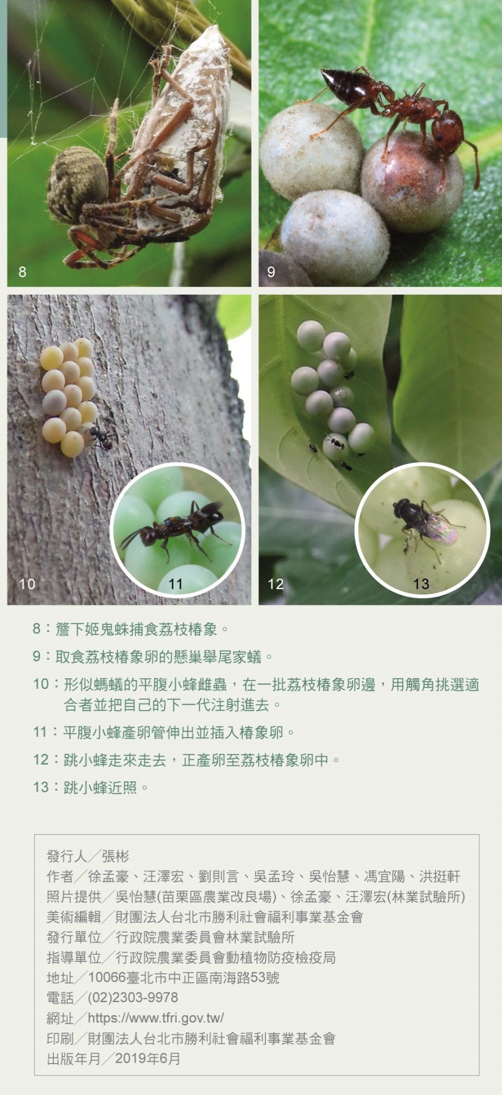 電子摺頁非農業區的荔枝椿象無患子篇-7.jpg