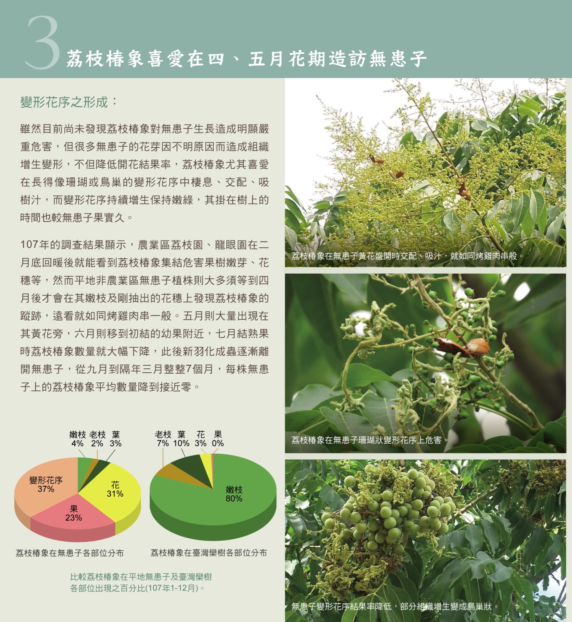 電子摺頁非農業區的荔枝椿象無患子篇-3.jpg