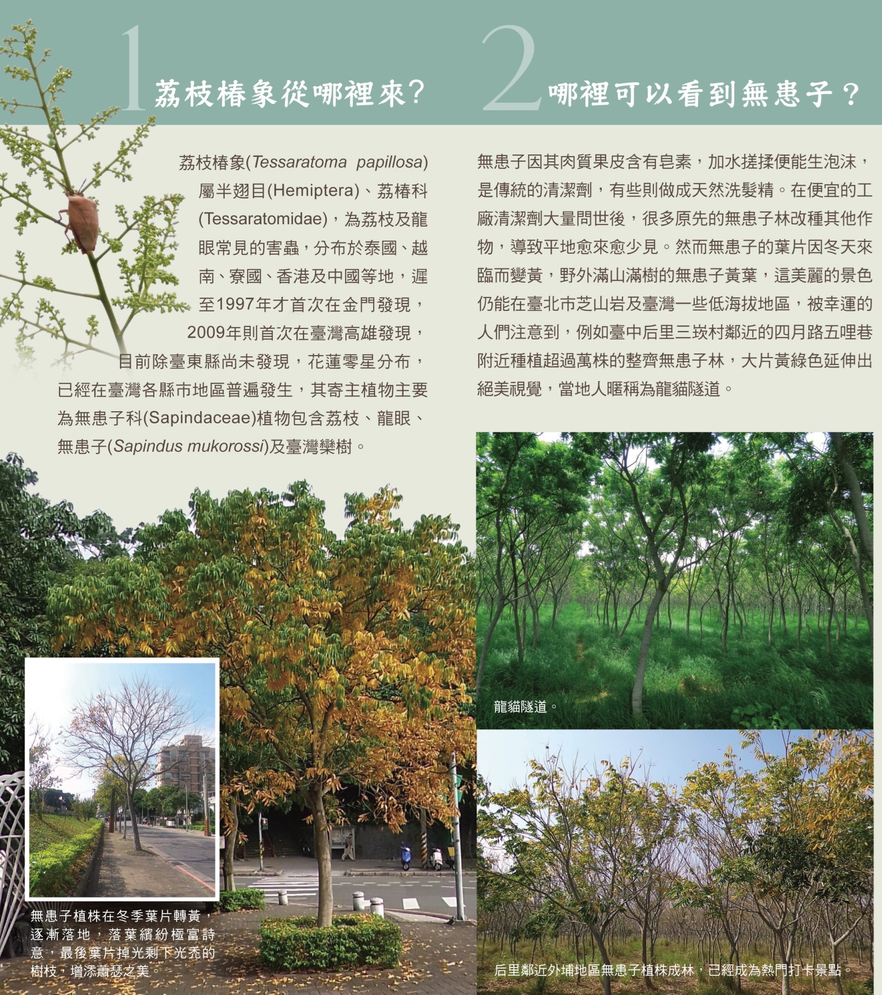 電子摺頁非農業區的荔枝椿象無患子篇-2.jpg