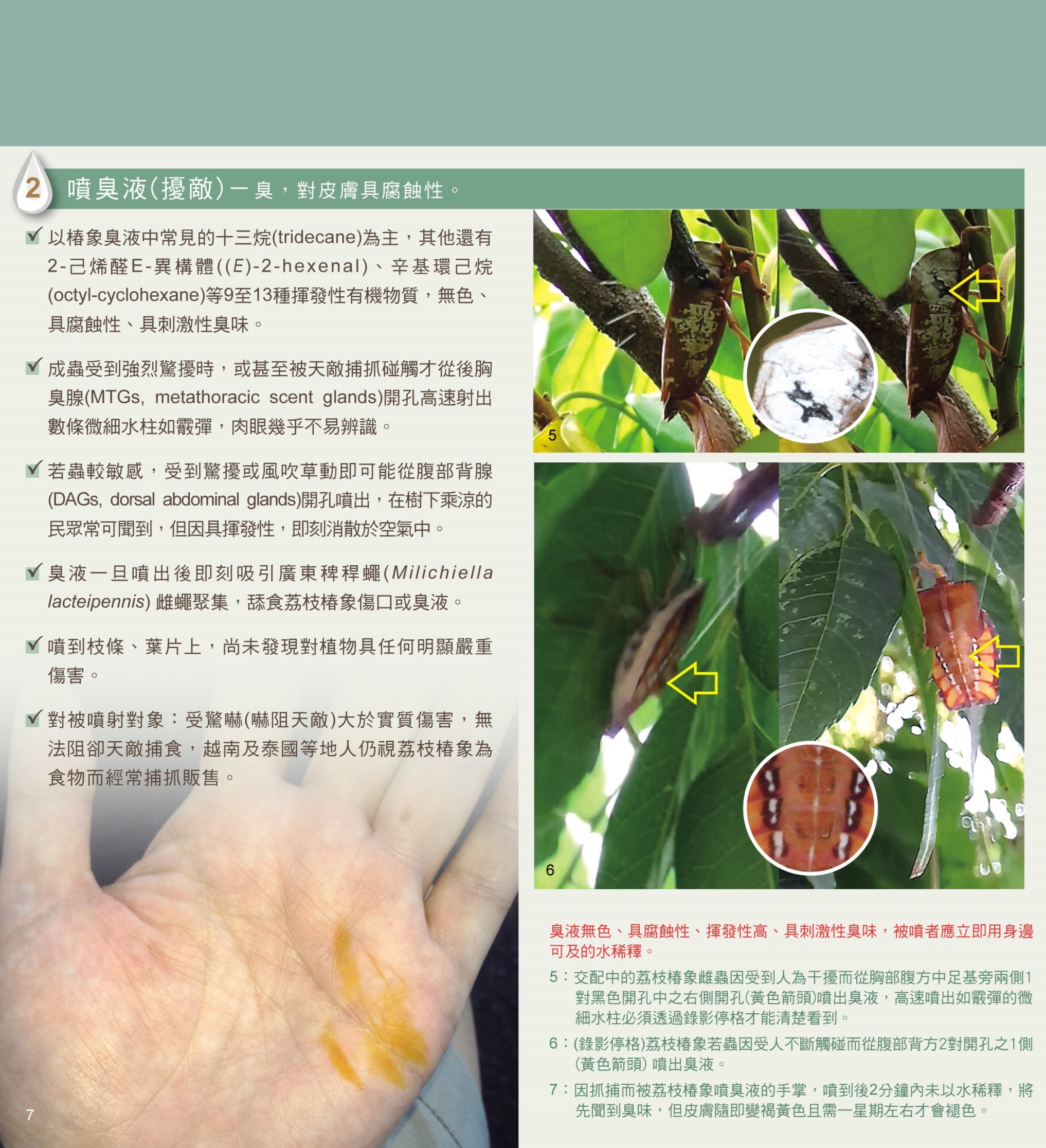 電子摺頁非農業區的荔枝椿象無患子篇-5.jpg
