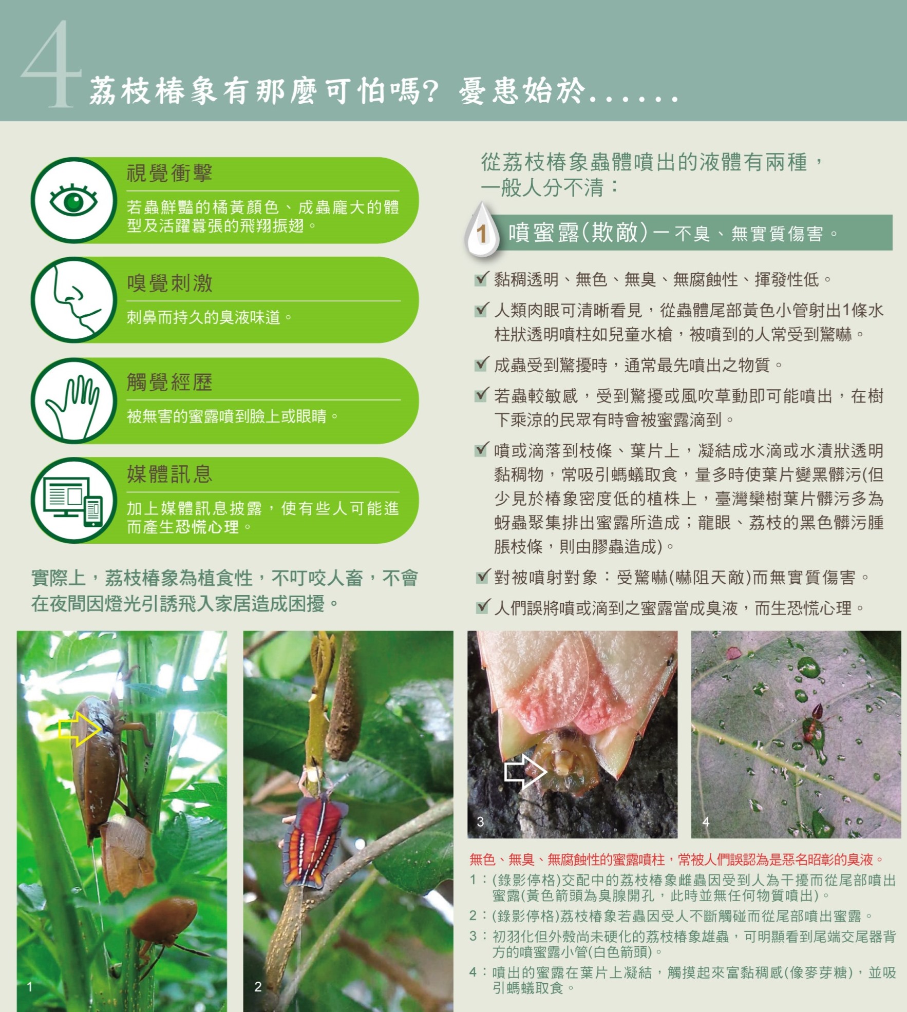 電子摺頁非農業區的荔枝椿象無患子篇-4.jpg